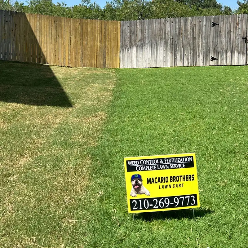 San Antonio TX lawn showing the kind of yellowing patterns Macario Brothers Lawn Care diagnoses across Alamo Heights and surrounding properties