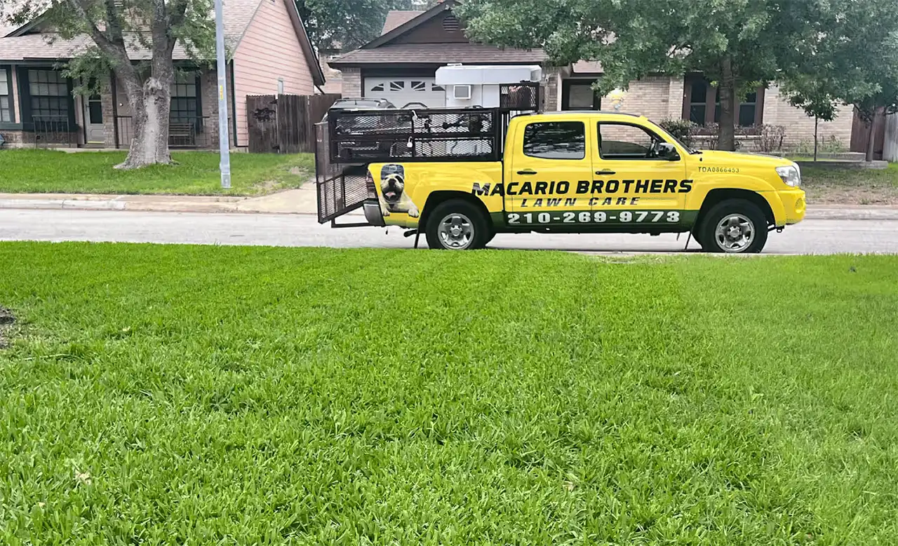 Macario Brothers Lawn Care monitoring a San Antonio Bermuda lawn for early armyworm damage