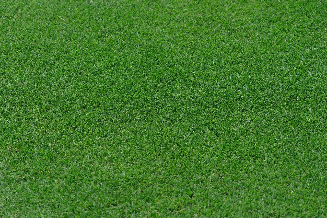 Green grass background