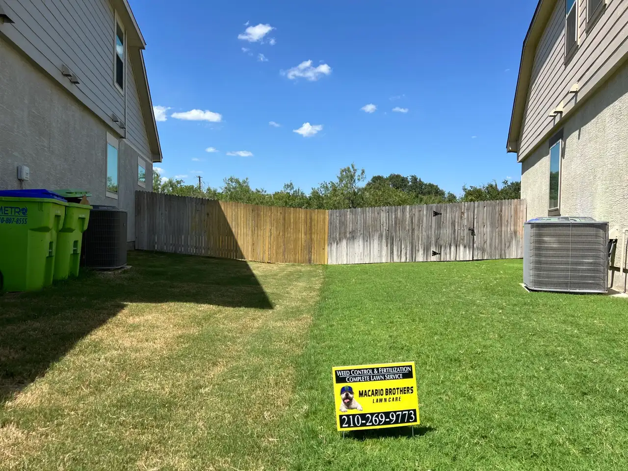 St. Augustine lawn showing chinch bug damage in San Antonio