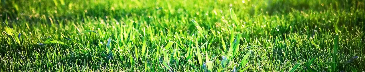 St. Augustine lawn browning in San Antonio July heat