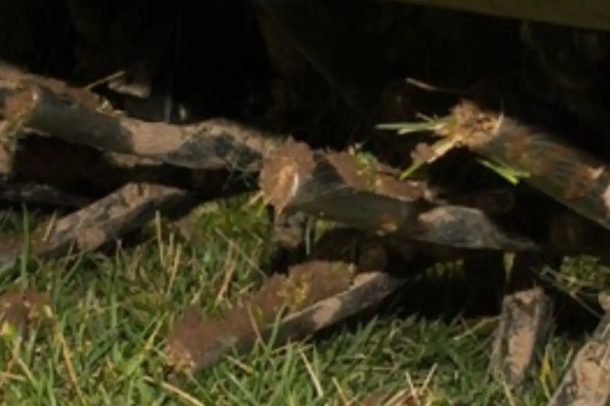 Does Your San Antonio Lawn Need Aeration? The Signs to Watch For