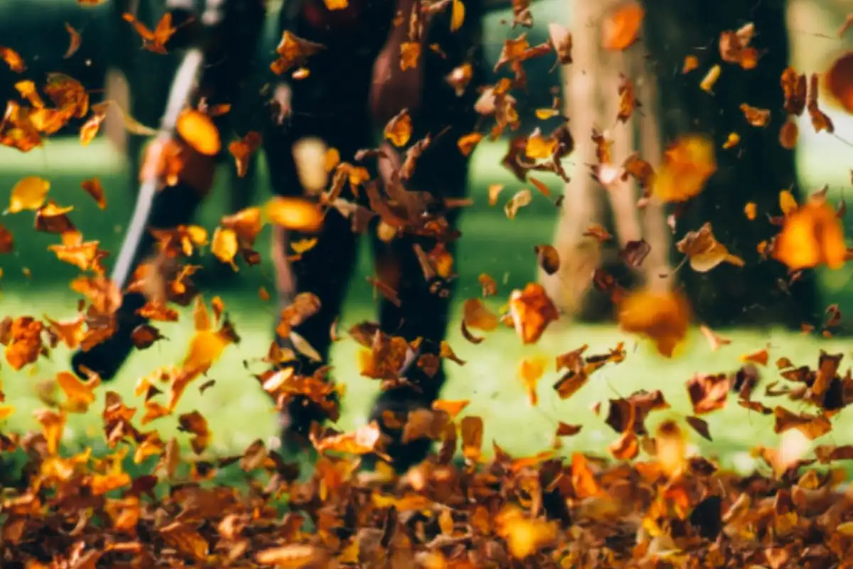Leaf Removal: Why Keeping Up With It Is More Work Than It Looks