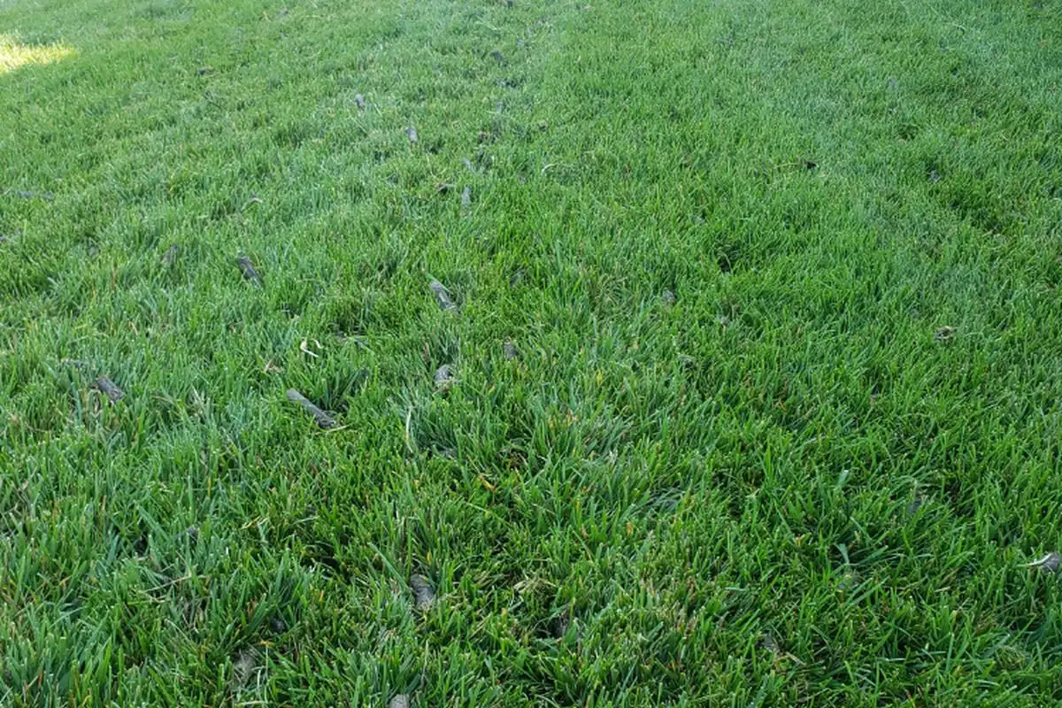 What Core Aeration Does for a Compacted San Antonio Lawn